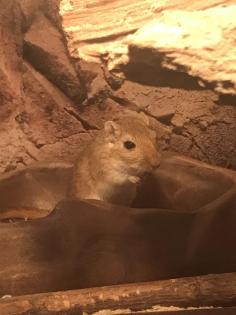 Wüstenrennmaus Rennmaus männlich 1, 5 Jahre zu verschenken