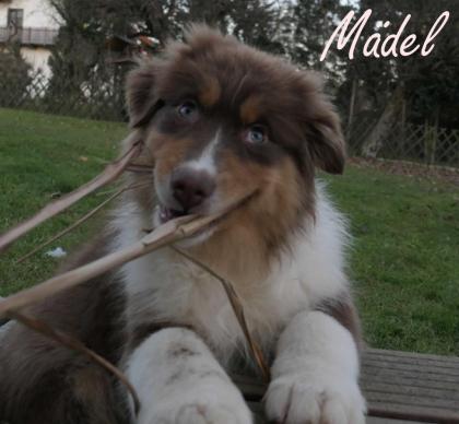 Reinrassige Australian Shepherd Welpen black-tri und red-tri