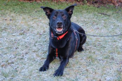 BLACK CONAN - Mischling - 4 Jahre - Tierhilfe-Franken e.V.