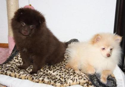 Hübsche Pomchi Zwergspitz Welpen in creme und schoko !