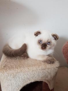 Scottisch fold kitten