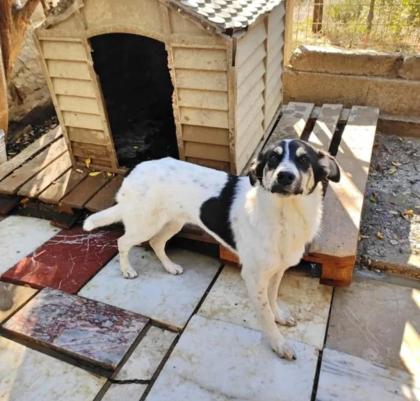 Lissy sucht ein passendes Zuhause