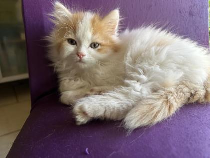 Main Coon - Perser Babys
