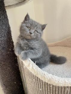 Britisch Kurzhaar Kitten