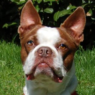 BO DEXTER - Boston Terrier - 5 Jahre - Tierhilfe-Franken e.V.