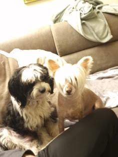 Verschmuster kleiner Chinese Crested Junge sucht umständehalber ein neues Plätzc