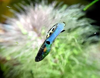 Japan Blue, Endler, Guppy, RARITÄT, reinerbig (Versand/ Abholung)