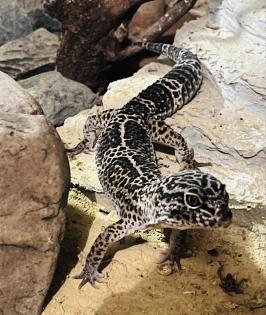 1.3 Leopardgeckos