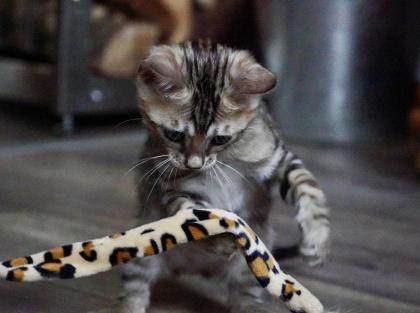 Reinrassige liebevolle Bengal Kitten mit Stammbaum