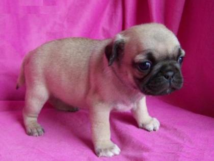 Wunderschöne Liebevoller Reinrassige Wunderschöne Mini Mops Welpen Beige und sch