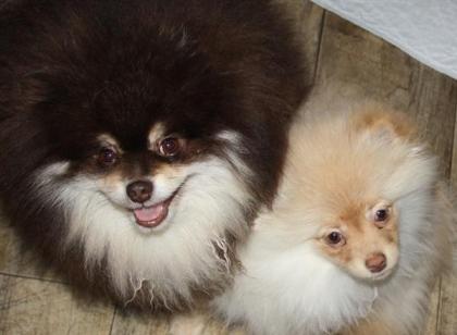 Hübsche Pomchi Zwergspitz Welpen in creme und schoko !