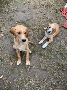Labrador Mischling Welpen
