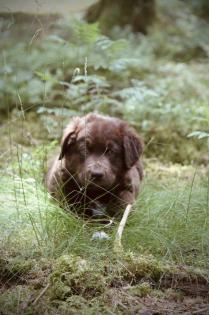 BORADOR Welpen | Border Collie und Labrador Retriever Mix