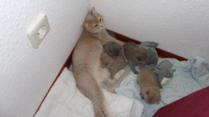 BKH Kitten  