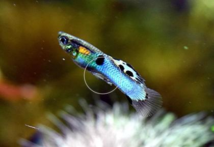 Japan Blue, Endler, Guppy, RARITÄT, reinerbig (Versand/ Abholung)