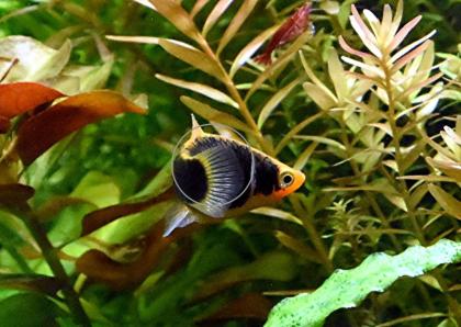 Platys, eigene Zucht (Versand/ Abholung)