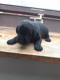 Labrador Welpen 