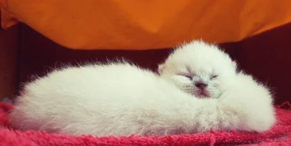 Reinrassige BKH blue point Kitten