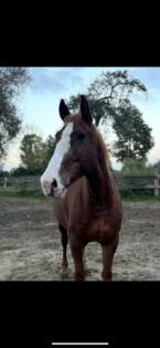 Pflege/Reitbeteiligung