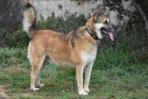 VINO - EINZELPFLEGEPLATZ GESUCHT !! Schutzgebühr: € 300,--männlich  2 Jahre  55 