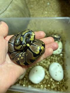 Königspython aus eigener Zucht, Jungtier, Python regius, Ballpython