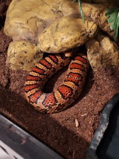 Kornnatter Schlangen