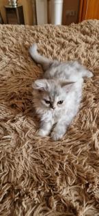 Perser Baby´s mit richtige Nase