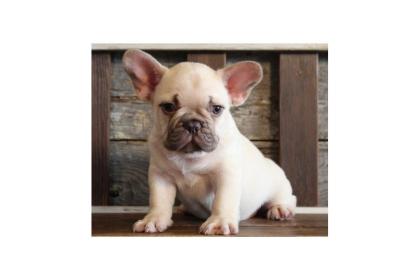 Mooie Franse bulldog voor nieuw huis.