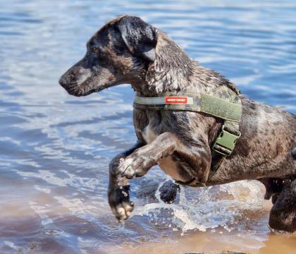 KENAI - Doggen-Mix - 2 Jahre - Tierhilfe-Franken e.V.