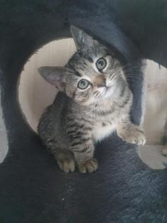 BKH Kitten