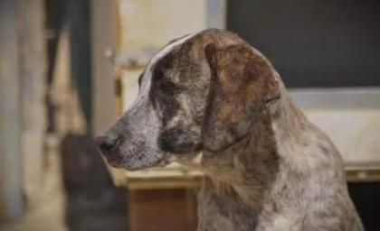 Colette sucht ein passendes Zuhause