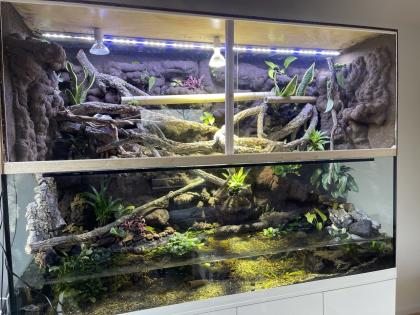 Chamäleon oder Taggecko gesucht für sehr großes Terrarium!