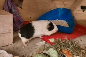 COOKIE - weiblich  4 Jahre  Meerschweinchen