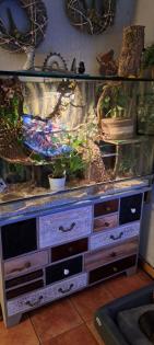 2 Kornnattern mit großem Terrarium!!!