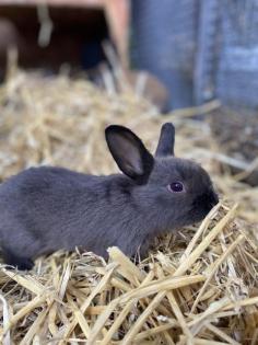 Zwergkaninchen 