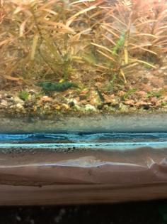 Neocaridina davidi Dark GreenJade  (Süßwasser Garnelen)