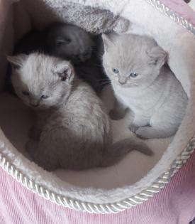 BKH Kitten Kätzchen