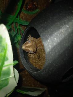 Höckerkopfgecko 0.0.1 mit Terrarium