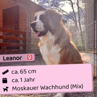Leanor (w), 1 Jahr, 65 cm, Slowakei