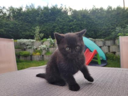 BKH/EHK Mix Kater ab 18.10 abgabebereit