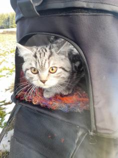 Typvoller junger BKH Kater mit Ahnentafel, geimpft, entwurmt, gechipt, kastriert