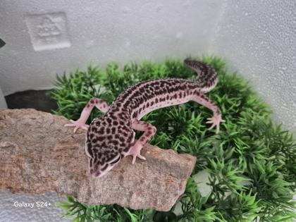 Leopardgecko MssBn Eclipse aus 2024