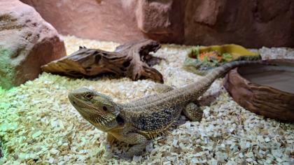 Bartagame mit Terrarium und Technik