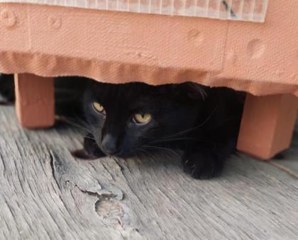 David der kleine Kämpfer sucht ein Für-Immer-Zuhause (als Wohnungskater)