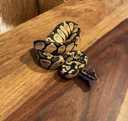 Königspython aus eigener Zucht, Jungtier, Python regius, Ballpython