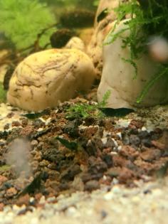 Neocaridina davidi Dark GreenJade  (Süßwasser Garnelen)
