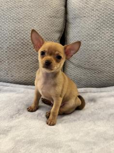 Chihuahua Welpen (m.) suchen liebevolles Zuhause