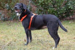 GRACIELLE - weiblich 8 Jahre 52 cm 25 kg Labrador-Mix Gechipt Kastriert