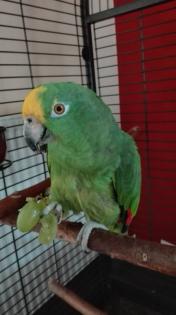 Verkaufe Gelbscheitelamazone