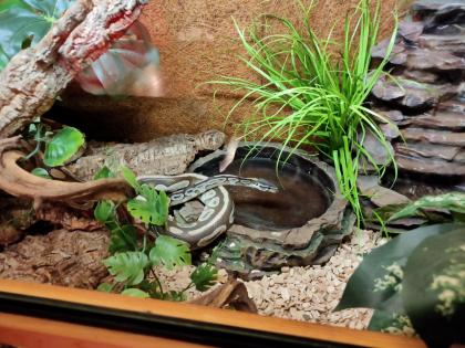 2 Köpy (Mojave)1.1 Inkl. Terrarium und zubehör